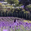 S&T모티브(주) | 양산 라벤더 축제 느티나무의사랑 카페 후기 | 개화상황 입장료 주차