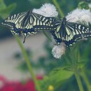 꽃과 나비 이미지