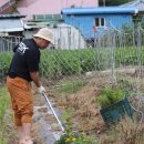 시골순이 약초드림 | 충남 홍성 용봉산 자락에서 자라는 건강한 약초 이야기 🌿 — 시골순이 약초드림(개똥쑥,엉겅퀴 등)