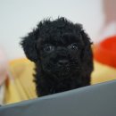 엘케이동물의료센터 이미지