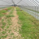 빈하우스 이미지