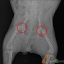 사랑우리애동물병원 이미지