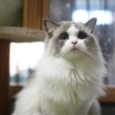 잘난돌스 이미지