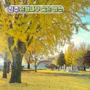 중도마을회관 | "여기는 진짜 아무도 모르는" 진주 은행나무 숨은 명소