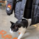 하이치치 이미지