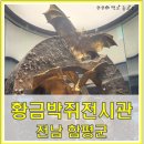 함평군립미술관 전시동 2층 | 함평 황금박쥐 전시관 위치 변경 주의! 함평추억공작소까지 한 번에 관람.