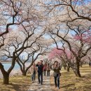 낙동강변로4-64 | 김해가볼만한곳 완벽 가이드: 초보도 성공하는 김해 매화 여행 꿀팁