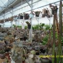 대동화원 이미지