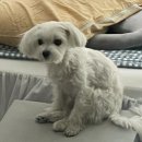 댕카 미용실 | 투에르유 모델이 된 나의 임시보호 강아지