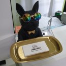 댕댕수라간 이미지