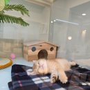 강남고양이분양 호야캣 이미지