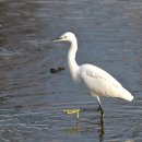 노란색의 발이 인상적인 쇠백로(Little Egret) 이미지