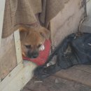 강이랑 아지랑 이미지