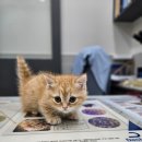 야옹아 멍멍해봐 세종점 이미지