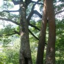 서산대사 옛길 이미지