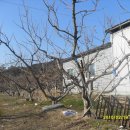 단감농장 이미지