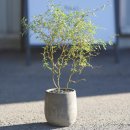 크로키아 | 친구 집들이화분 선물로 좋은 마오리소포라 코로키아