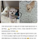 꼬망모르 이미지