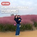 (주)세인리소스 | 안성 아기랑갈만한곳 안성팜랜드 꽃구경(코스모스, 핑크뮬리)