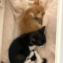 가족북카페 마더센터 | 신촌 고양이 카페 추천 : 서길동센터 후기 유기묘 봉사활동 북카페 입양