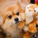 댕댕이지 이미지