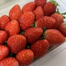 설향이야기 | 달콤한 겨울 딸기 추천! 보투아몽드 당도보장 겨울 설향 딸기 배송 후기