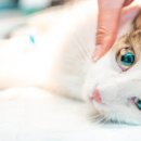 하온동물의료센터 이미지