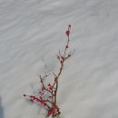 매화목장 이미지