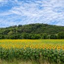 해바라기 이미지