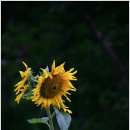 고흐와해바라기2 이미지