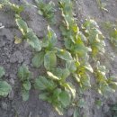 비전농장 이미지