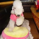 조은켄넬 이미지