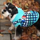 봉주르독 이미지