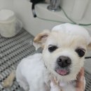 도그드살롱 이미지