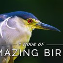Amazing Birds: 1 HOUR of Colorful Birds with Ambient Music (4K UHD Film) 이미지