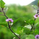 가지 Solanum melongena L. 이미지