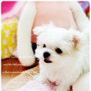 내사랑 강아지 이미지
