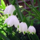 스노우드롭 이미지