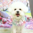 호야펫살롱 이미지