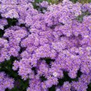 쑥부쟁이 이미지