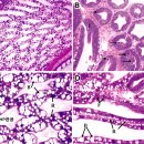 어분 대체 아메리카왕거저리 (Zophobas atratus) 유생 분말 첨가 투여 흰다리새우의 간췌장 이미지