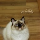 마론도리스(Marondollis) 이미지