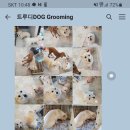 트루디독 이미지