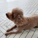 명곡동255 | 창원 의창구 폴리파크 팔용점 강아지 미용 호텔 요금