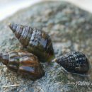 성내5교 이미지