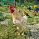 부부농장 이미지