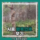 시흥 | 시흥 벌목업체 후기