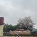 정관KLPGA 스크린골프 | [여주 이천 골프] "더 시에나 벨루토CC" KLPGA 개막전 후 1부 봄 벚꽃 라운딩 후기! 잔디 그린 상태...