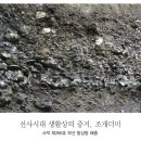 부산 동삼동 패총 Daum카페