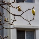 금호동 장미아파트 이미지